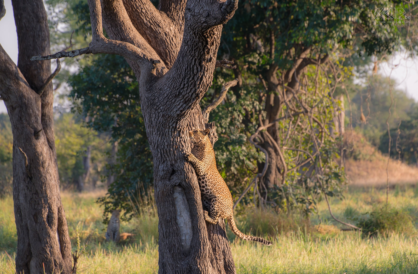 South Luangwa - Leopard in tree With a high jump the leopard climbs easily into the tree. Stefan Cruysberghs